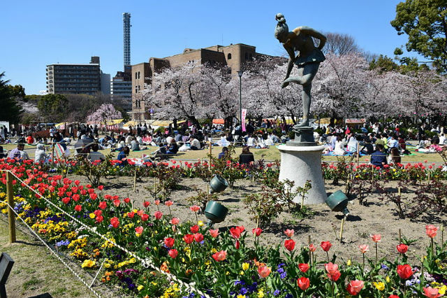 鶴舞公園の桜