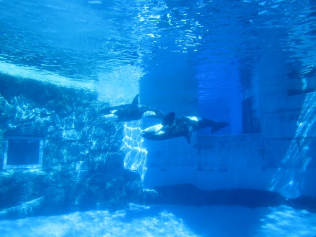 名古屋港水族館