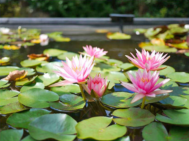 草津市立水生植物公園みずの森
