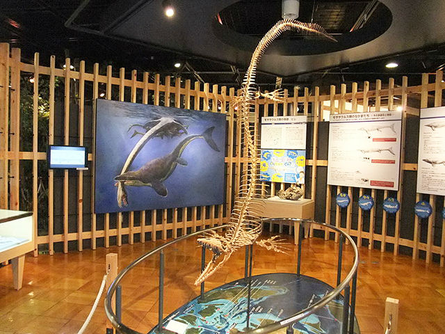 きしわだ自然資料館