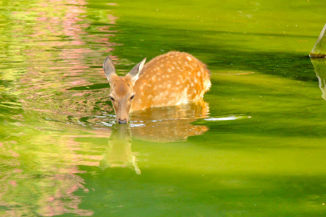 泳ぐ鹿