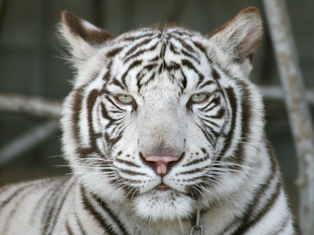 しろとり動物園