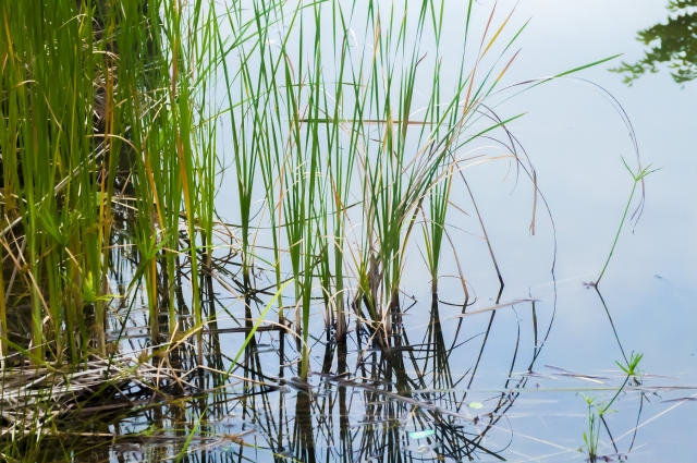 エミフルビオトープ・自然観察公園