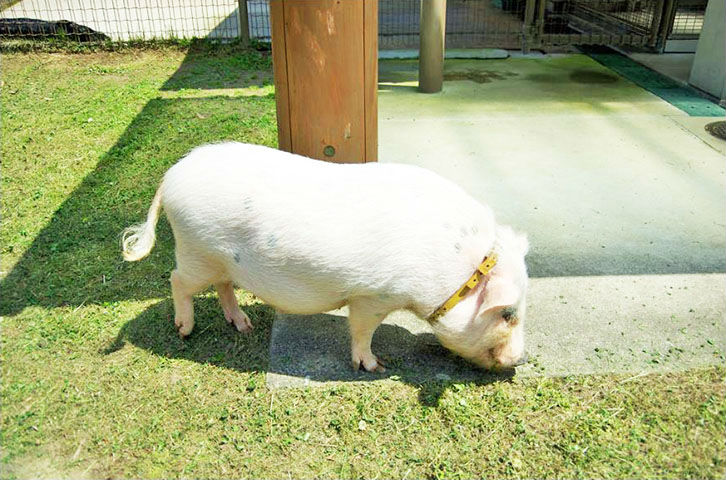 海の中道海浜公園動物の森