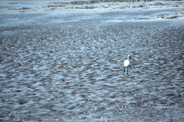 曽根干潟観察公園