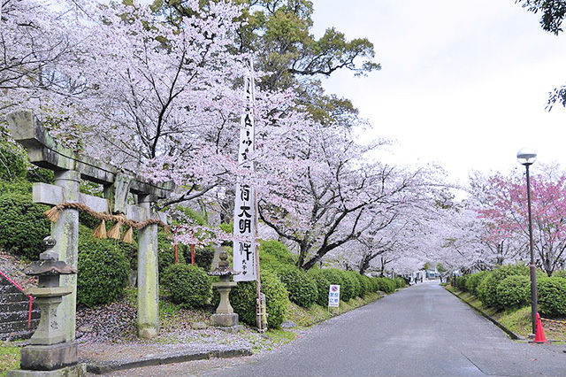 小城公園の桜