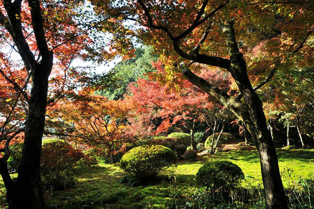 【春と秋の限定公開】九年庵