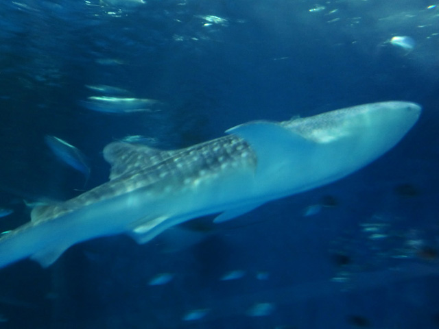 いおワールドかごしま水族館