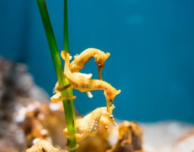 タツノオトシゴハウス