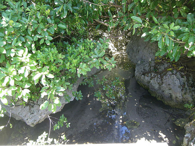 浜比嘉島の小川